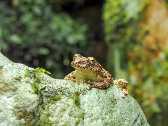 カジカガエル by 写真AC