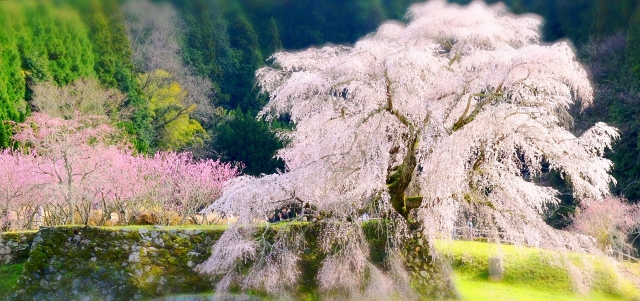 桜 by 写真AC