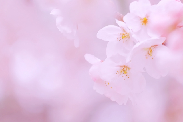 桜 by 写真AC