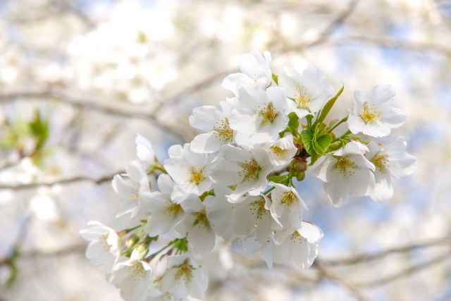 桜 by 写真AC