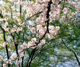 桜(2005.04)　撮影 by きょう