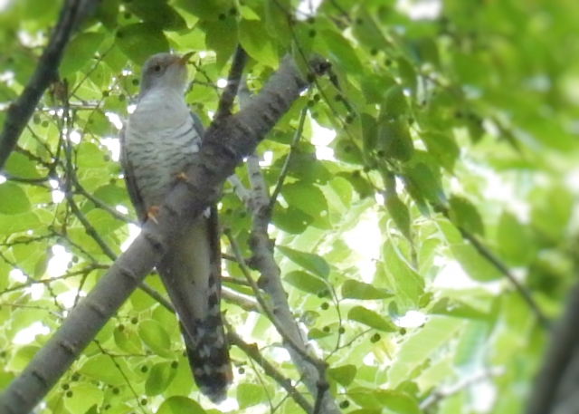 霍公鳥 by 写真AC