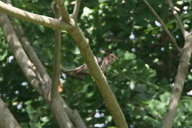 霍公鳥 by 写真AC