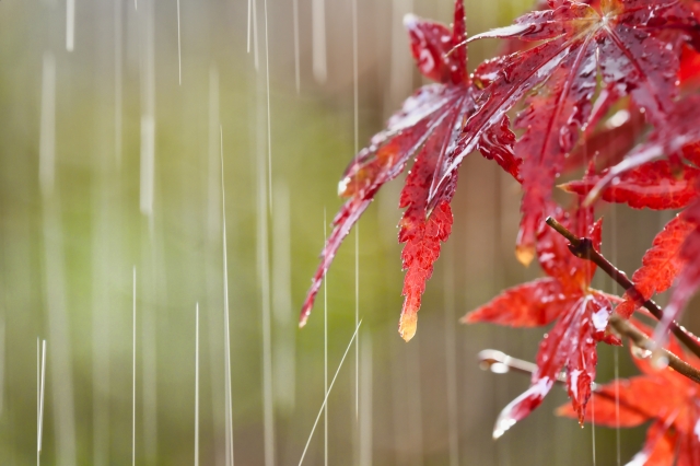 雨の紅葉 by 写真AC