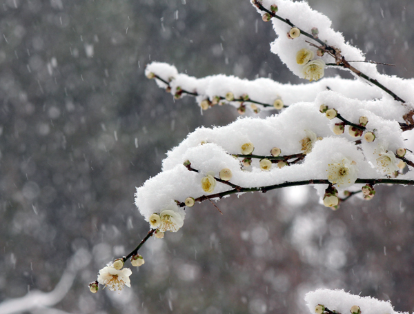 雪の梅 by 写真AC