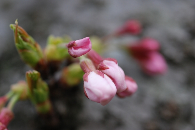 桜のつぼみ by 写真AC