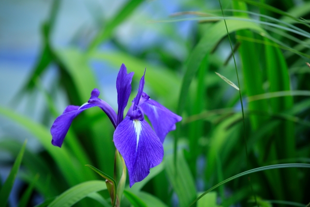 カキツバタ by 写真AC