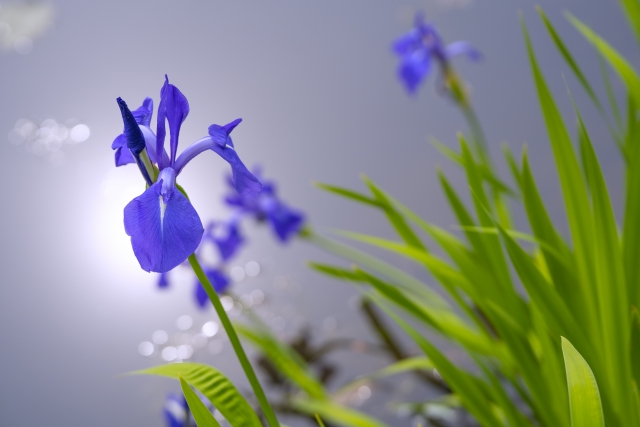 カキツバタ by 写真AC