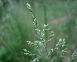 夏の野の草　撮影(2006.5) by きょう