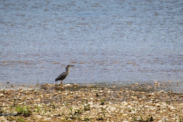 武庫川 by 写真AC