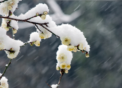 雪をかぶる梅の木 撮影(2014.02) by きょう