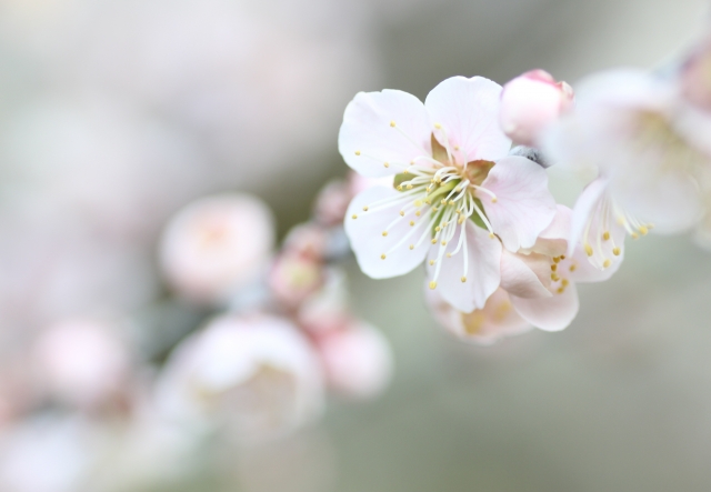 梅の花 by 写真AC