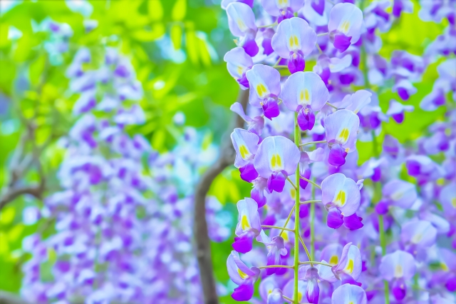 藤 by 写真AC