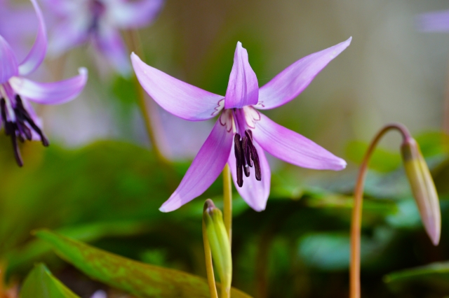 カタクリ by 写真AC