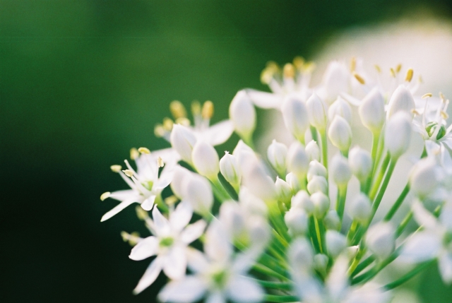 韮の花 by 写真AC