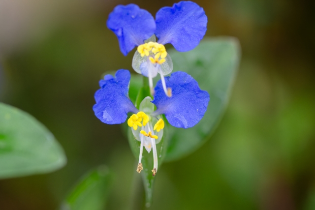 露草 by 写真AC