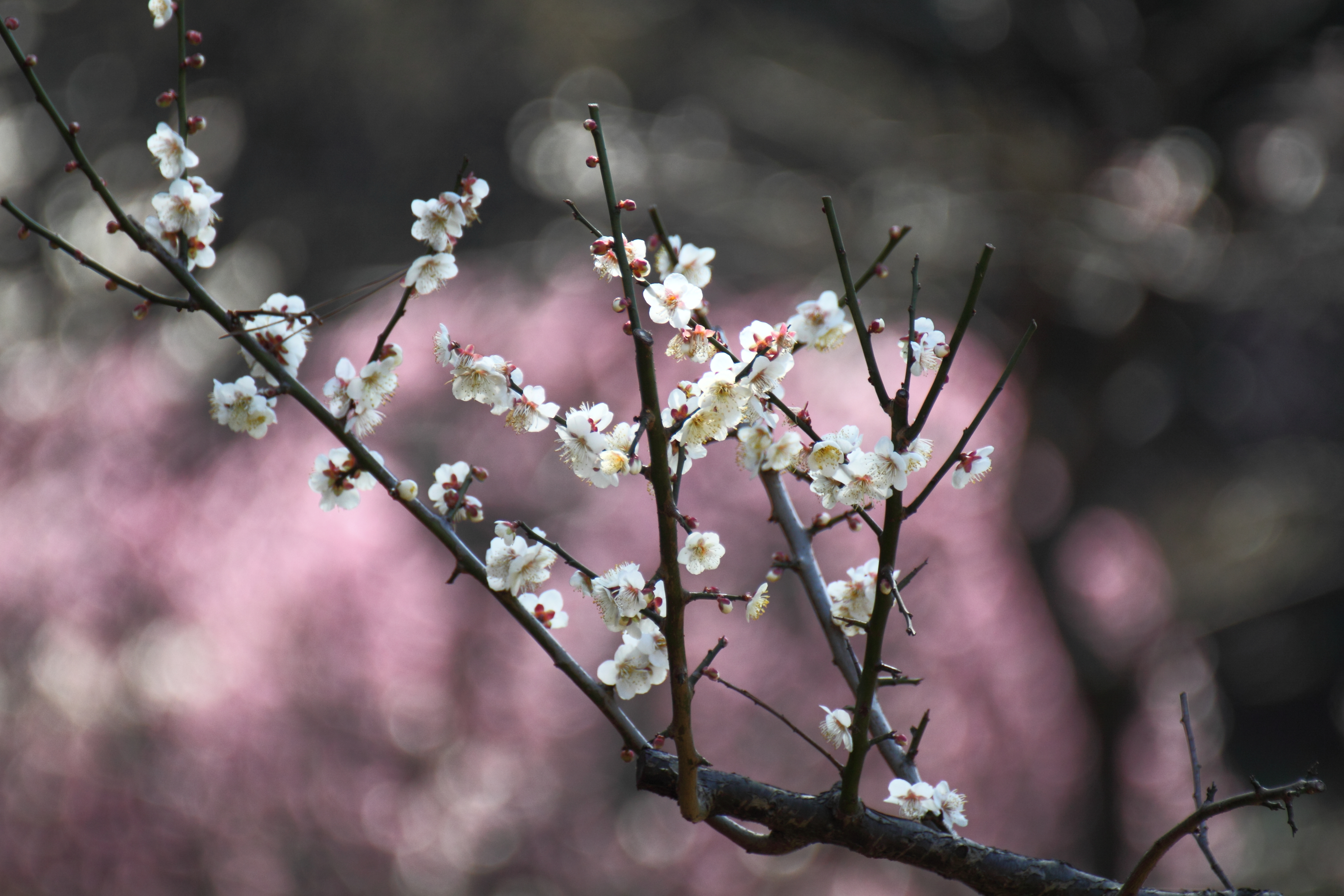 梅の花 by 写真AC