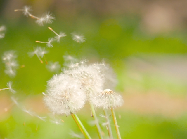 風 by 写真