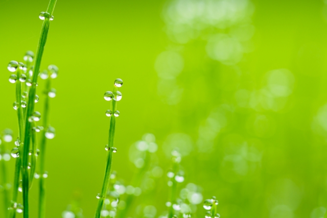 露 by 写真AC