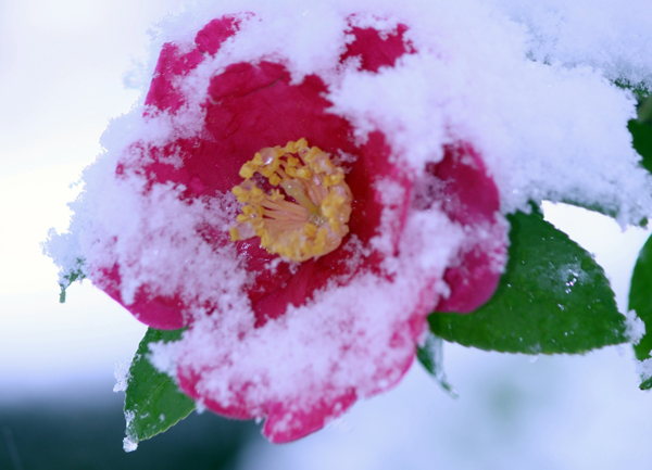 たのしい万葉集 雪 ゆき を詠んだ歌