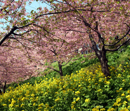 �B�e(2009.04) by ���傤
