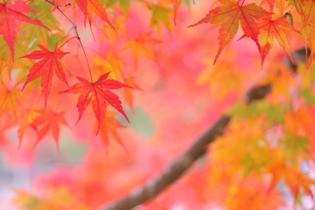 紅葉 by 写真AC