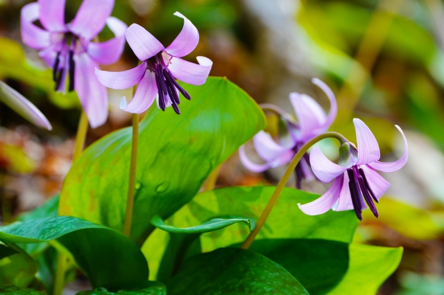 カタクリ by 写真AC