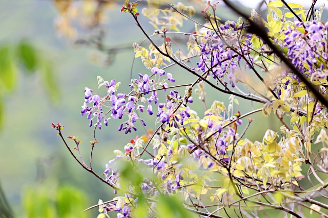 藤の花 by 写真AC