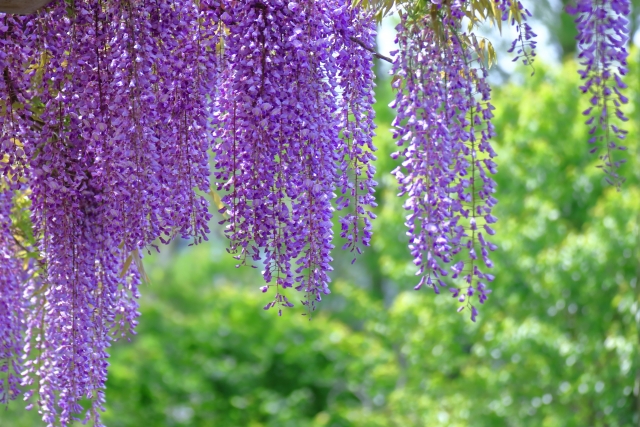 藤の花 by 写真AC