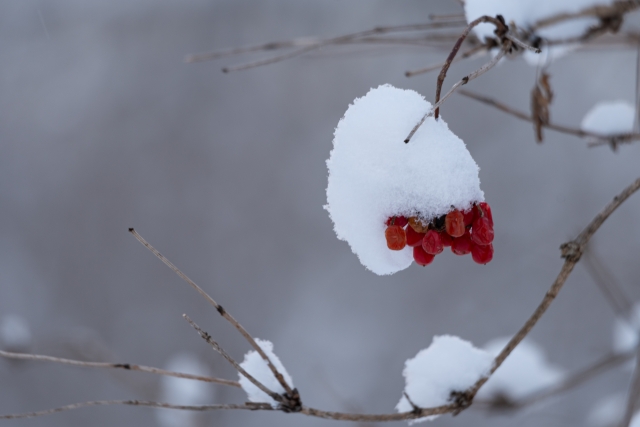 雪 by 写真AC