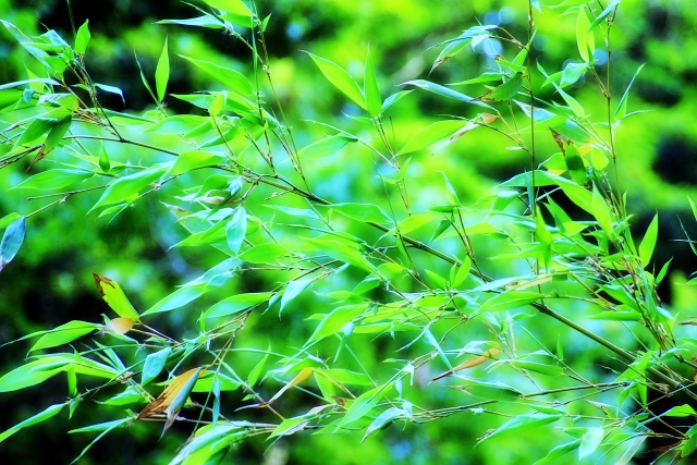 竹 by 写真AC
