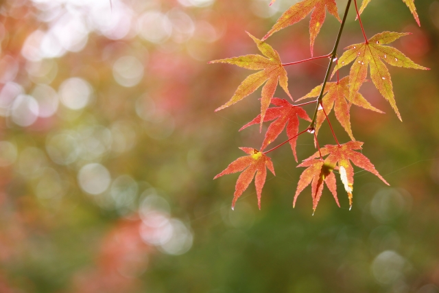 紅葉 by 写真AC