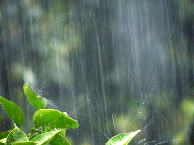 雨 by 写真AC