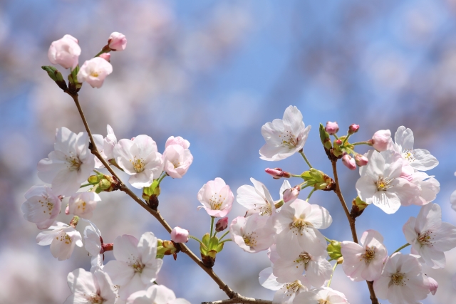 桜 by 写真AC