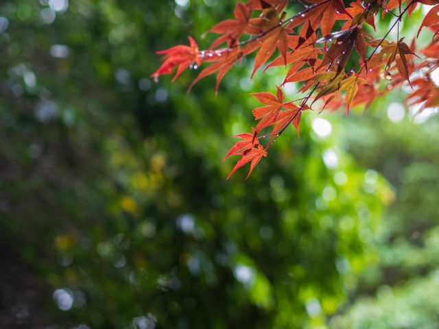 雨の黄葉 by 写真AC