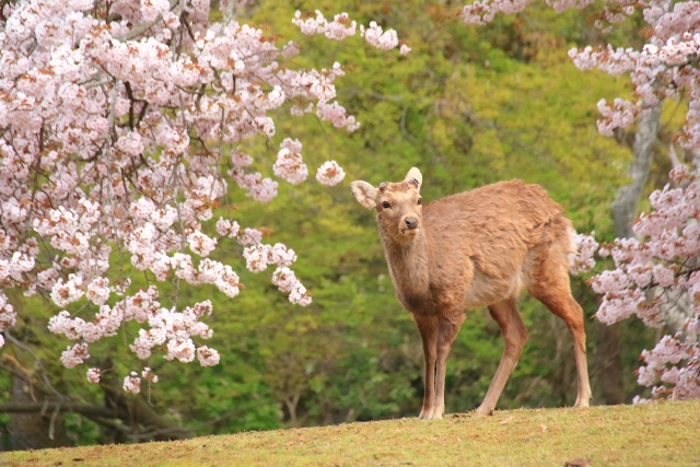春の鹿 by 写真AC