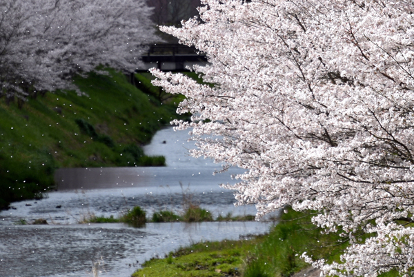 桜 by 写真AC