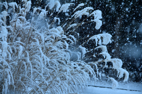 雪のすすき by 写真AC