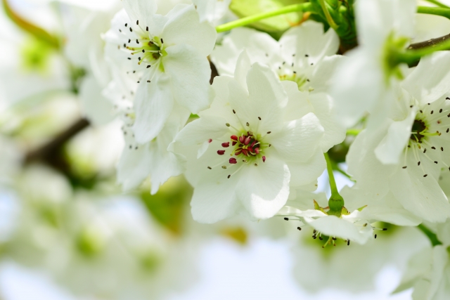 梨の花 by 写真AC