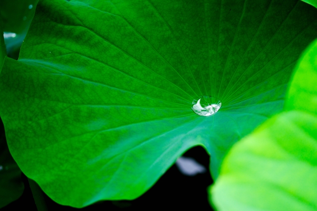 蓮 by 写真AC