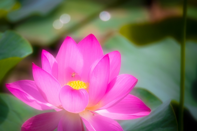 蓮 by 写真AC