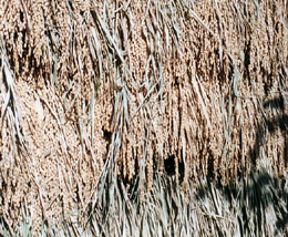 撮影(2000.10) by きょう: 乾燥中の稲