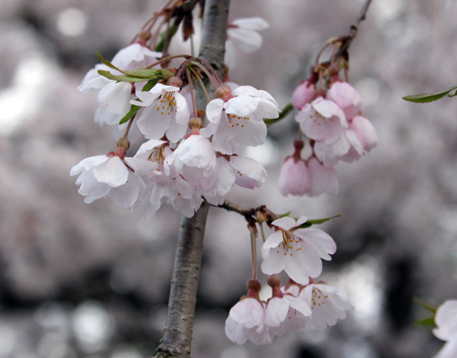 桜 by きょう