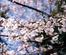 桜　撮影 by きょう