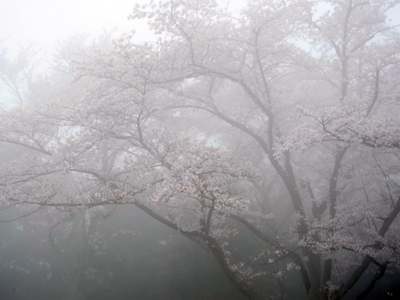 春の霧 by 写真AC