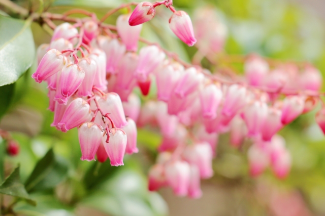 馬酔木 by 写真AC