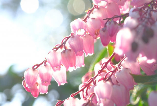 馬酔木 by 写真AC