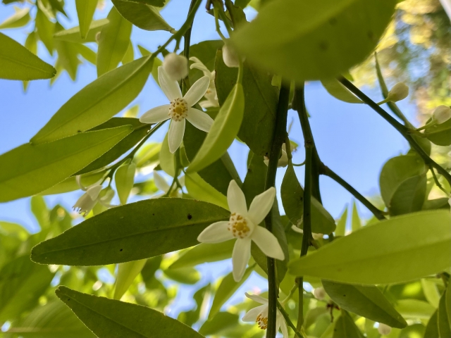 橘の花 by 写真AC