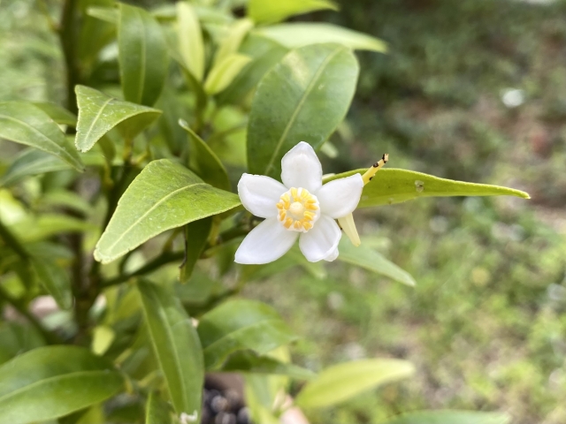 橘の花 by 写真AC