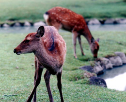 奈良公園の鹿　撮影 by きょう